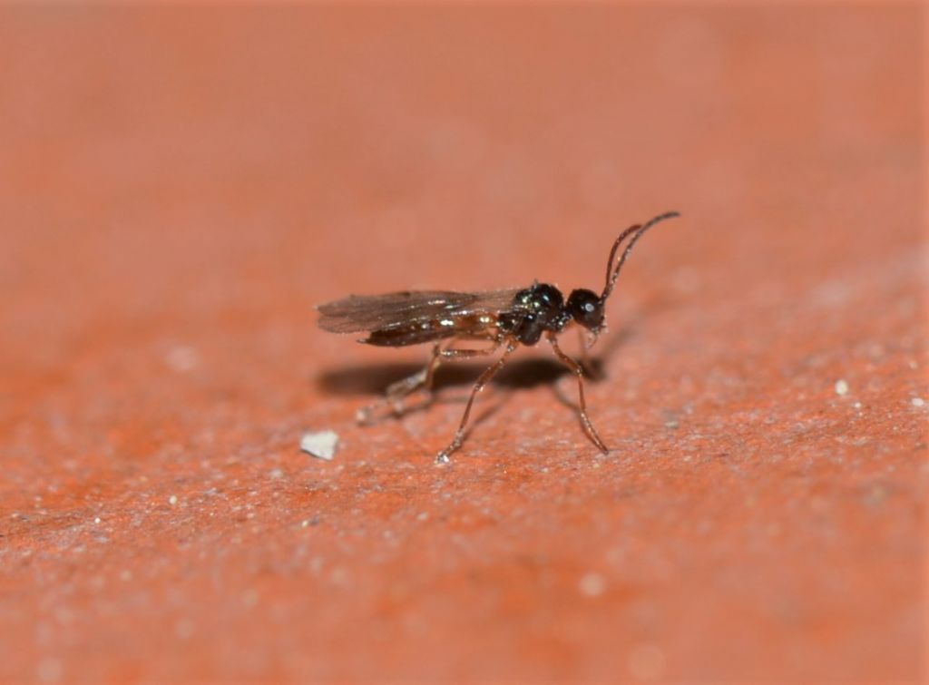 Piccolissimo imenottero:  Braconidae Aphidiinae